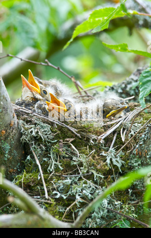 A Thrush Turdus ericetorum feeding four fledgling baby chicks in her nest in a cherry tree in Sussex Stock Photo