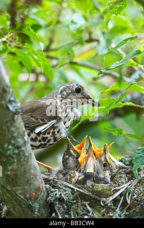 A Thrush Turdus ericetorum feeding four fledgling baby chicks in her nest in a cherry tree in Sussex Stock Photo