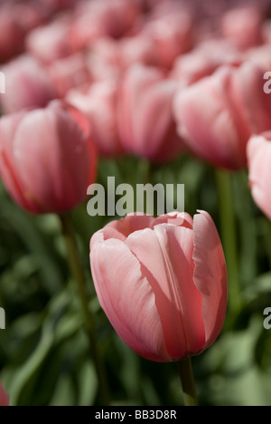 Tulipa 'Salmon Impression' - Darwin Hybrid (div. 4) Stock Photo