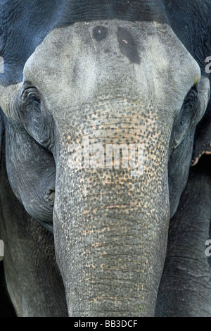 Front View Of Eyes And Trunk of Indian Elephant Elephas maximus indicus Taken In Nagarhole National Park, Karnataka State Stock Photo