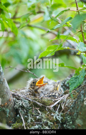 A Thrush Turdus ericetorum bird feeding four fledgling baby chicks in her nest in a cherry tree in Sussex 2009 Stock Photo