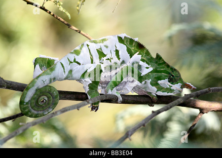 Two-banded Chameleon a.k.a. Rainforest Chameleon Furcifer balteatus Moulting Skin In Ranomafana NP, Fianarantsoa Province, Madagascar