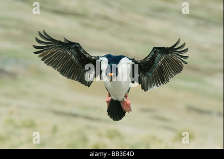 Imperial or Blue-eyed Cormorant (Shag) in flight (Phalacrocorax atriceps) New Island, Falkland Islands Stock Photo