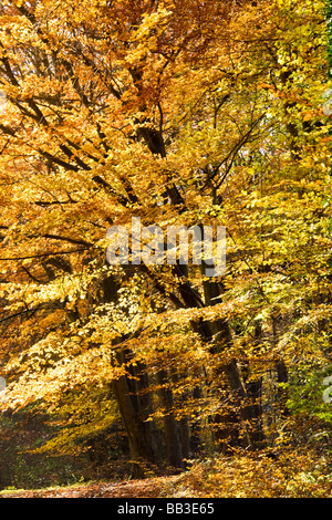 Autumn foliage on beech trees in woods in Gloucestershire England UK Stock Photo