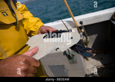 measuring European lobster for market Stock Photo