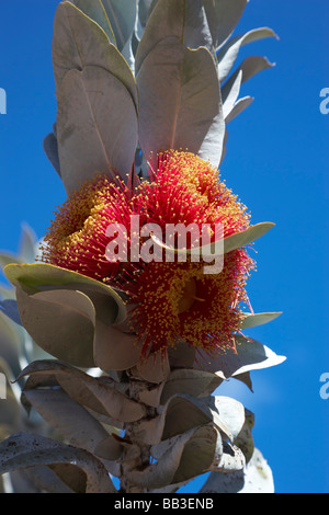 Western Australian Eucalyptus Macrocarpa shrub or small tree in flower Stock Photo
