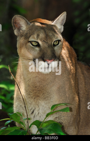 Florida panther Puma concolor coryi Florida captive Stock Photo