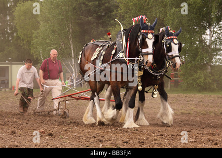 Heavy Horses working the land in a field at Newark show ground nottinghamshire Stock Photo