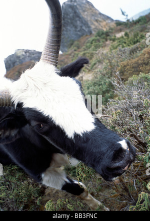 black and white yak, Nepal Stock Photo