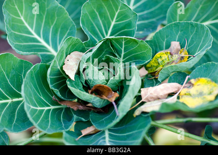 Ornamental cabbage (Brassica oleracea) Stock Photo