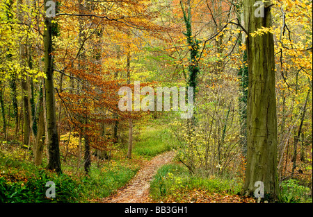 Path through autumn beech woods in Gloucestershire England UK Stock Photo