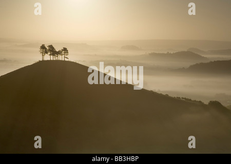 Pine Trees on Colmer's Hill with The Marshwood Vale shrouded in mist in the background Dorset England UK Stock Photo