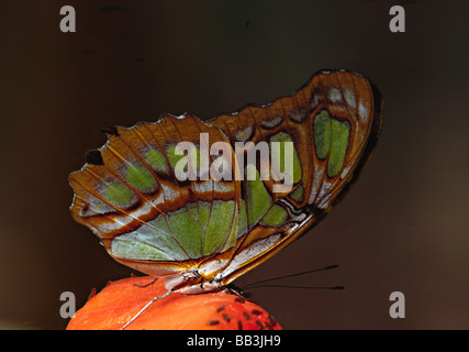Central America, Costa Rica, Selva Verde. Pearly Malachite butterfly (Siproeta stelenes) Stock Photo