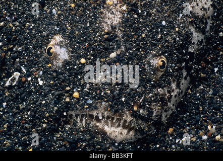 Marbled Stargazer Uranoscopus bicinctus camouflaged on bottom Lembeh Strait Celebes Sea Sulawesi Indonesia Stock Photo