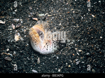 Marbled Stargazer Uranoscopus bicinctus camouflaged in sand Lembeh Strait Celebes Sea Sulawesi Indonesia Stock Photo