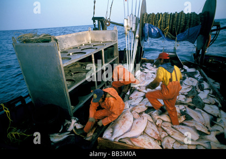 North America, USA, Alaska, Kodiak. Crew of the Mar Del Norte works through the night fishing for Halibut (MR) Stock Photo