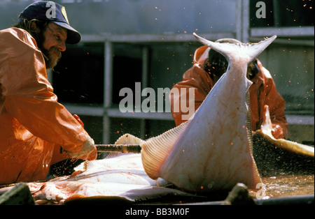 North America, USA, Alaska, Kodiak. Crew of the Mar Del Norte works through the night fishing for Halibut (MR) Stock Photo