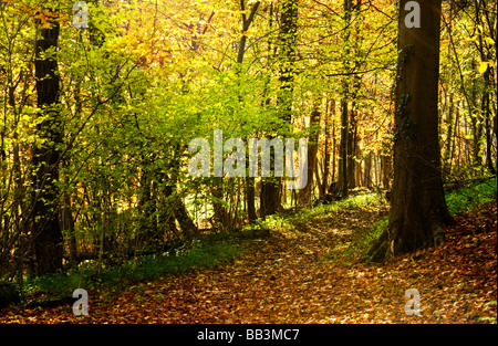 Path through autumn beech woods in Gloucestershire England UK Stock Photo