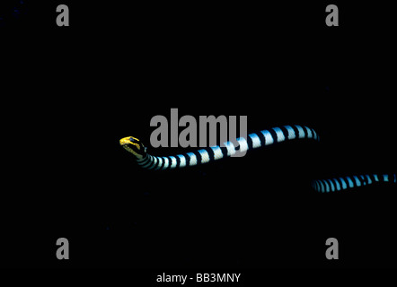 Banded Seasnake Enhydrina schistosa at night Lembeh Strait Celebes Sea Sulawesi Indonesia Stock Photo