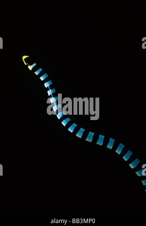 Banded Seasnake Enhydrina schistosa at night Lembeh Strait Celebes Sea Sulawesi Indonesia Stock Photo