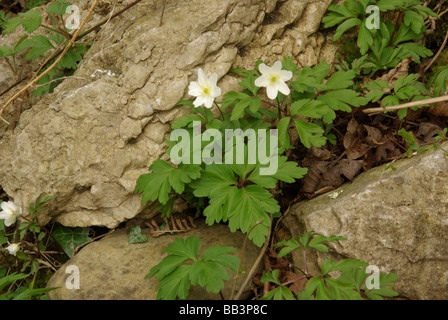 Wood anemone - Anemone nemorosa Stock Photo