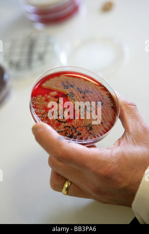 Harmful bacteria being grown to test wound swabs taken from a patient Stock Photo