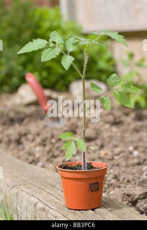 Tomato seedling ready to be transplanted into the garden Stock Photo