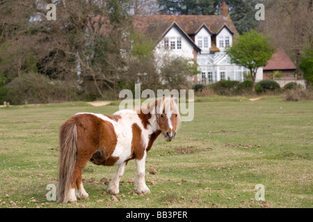 Miniature New Forest pony Stock Photo