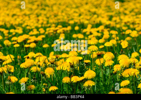 Green meadow with blossoming Common Dandelion Taraxacum officinale in spring Stock Photo