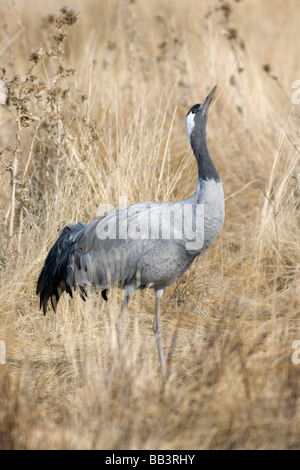 Common crane Grus grus drinking at Gallocanta Aragon Spain Stock Photo