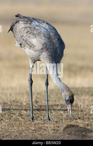 Juvenile common crane Grus grus at Gallocanta Aragon Spain Stock Photo