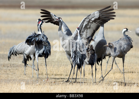 Common cranes Grus grus fighting at Gallocanta Aragon Spain Stock Photo
