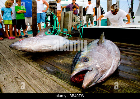 Ahi Yellow Fin, and Bigeye Tuna catch on sport fishing dock, Oregon Inlet, NC Stock Photo