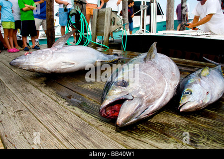 Ahi Yellowfin and Bigeye tuna catch on sportfishing dock, Oregon Inlet, NC Stock Photo