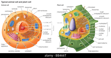 Typical plant cell Stock Photo - Alamy