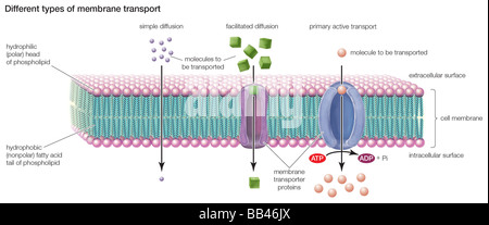 Types of transport across the cell membrane include simple diffusion, facilitated diffusion, and primary active transport. Stock Photo