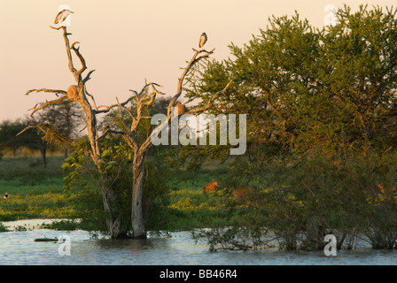 Black-crowned night herons (Nicticorax nicticorax)  perch in the top of a dead tree in the late afternoon above a lagoon at Esta Stock Photo