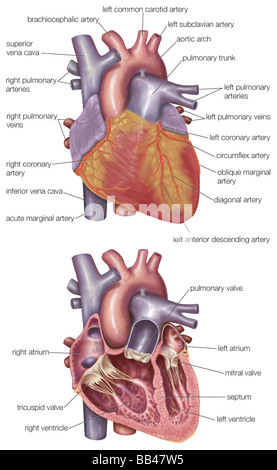 Diagram showing the exterior and a cross-section of the human heart Stock Photo