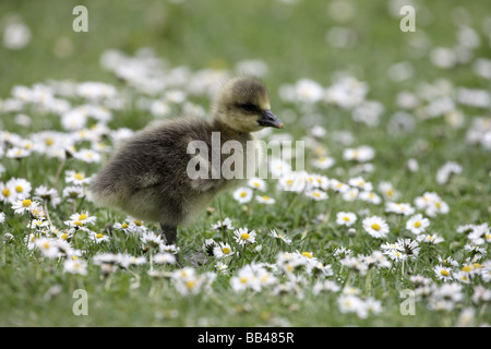 Greylag goose Anser anser chick London spring Stock Photo