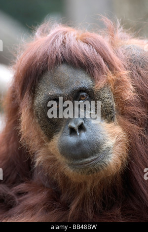 Ginger a wild caught female sumatran orangutan born 1955, at the Sacramento Zoo Stock Photo