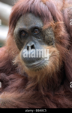 Ginger a wild caught female sumatran orangutan born 1955, at the Sacramento Zoo Stock Photo