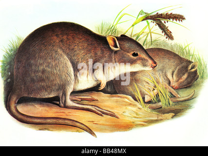 Illustration of the Rufous Rat-kangaroo, Aepyprymnus rufescens Stock Photo