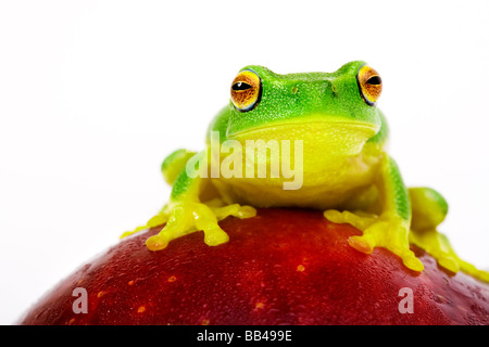 Small green tree frog sitting on red apple Stock Photo