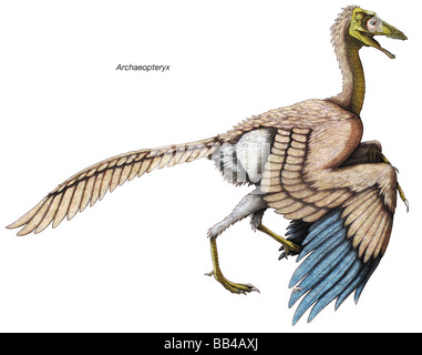 Archaeopteryx, the 'feathered' dinosaur of the late Jurassic period, is considered the first known bird. Stock Photo