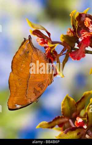 Sammamish Washington Tropical Butterflies photograph of Doleschallia bisaltide the Autumn Leaf Butterfly on Orchid