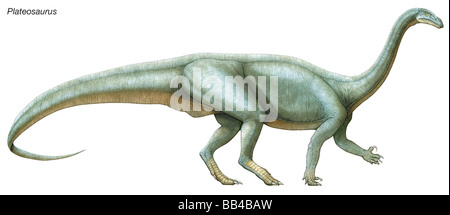 Plateosaurus, "flat lizard," a late Triassic herbivore. It may have reared up and used its long neck to reach high vegetation. Stock Photo