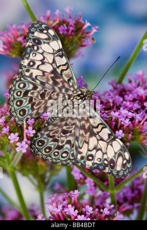 Sammamish Washington Tropical Butterflies photograph of Hamadryas feronia the Grey Cracker Butterfly on Brazilian verbena Stock Photo