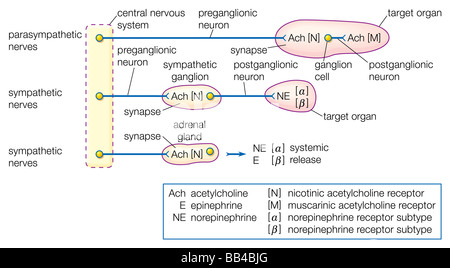 Organization of the autonomic nervous system, showing the key role of acetylcholine in the transmission of nervous impulses. Stock Photo