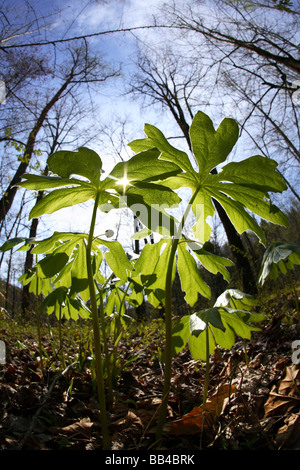 Mayapple plant backlit against the sun along the banks of the Davidson River near Brevard, NC Stock Photo