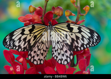 Sammamish Washington Tropical Butterflies photograph of Idea leuconoe the Paper Kite stripped in Black and White. Stock Photo